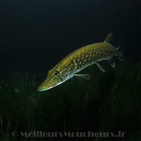 Carnassier