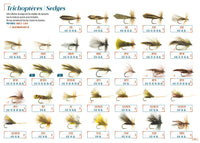 Trichoptera- Seggen DEVAUX 2023