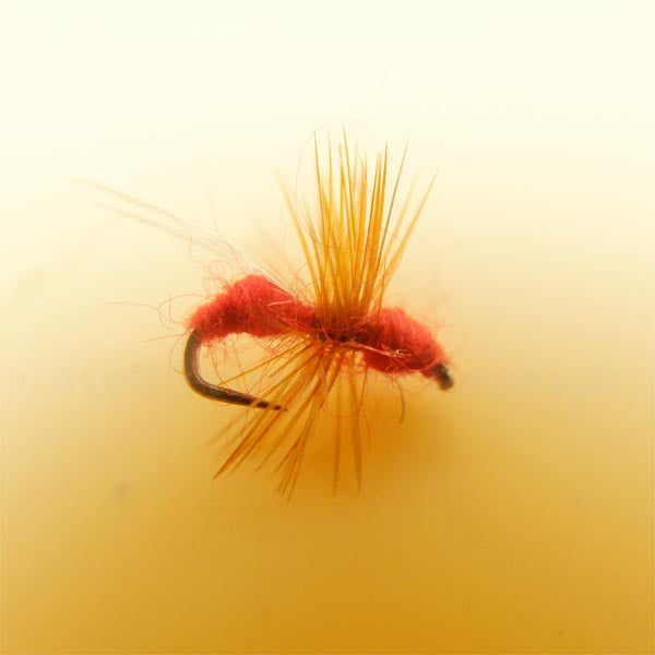 Fourmi rouge ailée