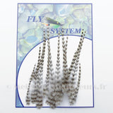 Hackle de coq génétique Grade 1