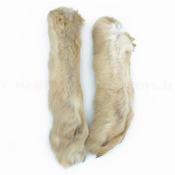 Pattes de lièvre de Patagonie (substitut PLA)
