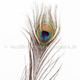 big peacock eye feather
