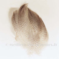 Mallard Duck Flank Feathers