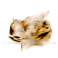 Mallard duck flank feathers