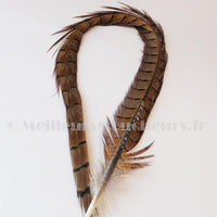 pheasant tail feather